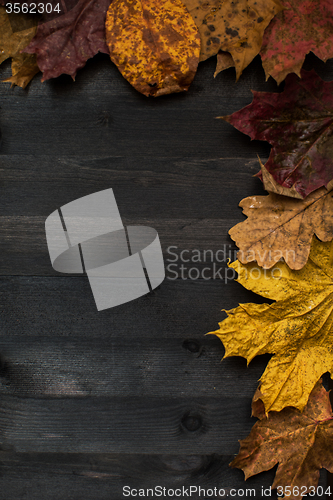 Image of Wood autumn background