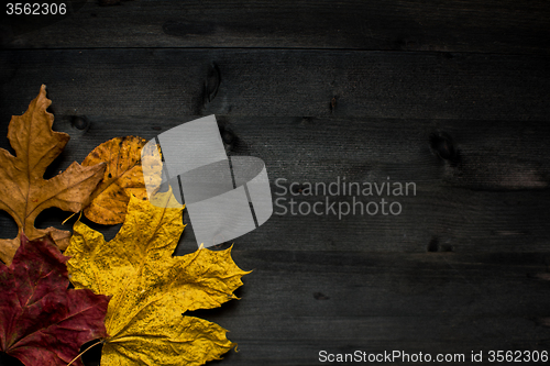 Image of Wood autumn background