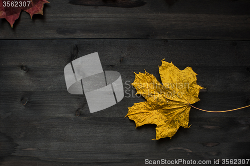 Image of Wood autumn background