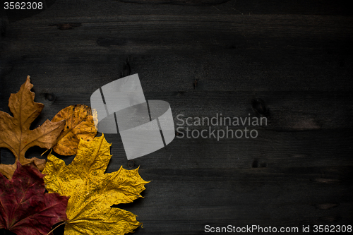 Image of Wood autumn background