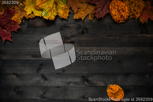 Image of Wood autumn background