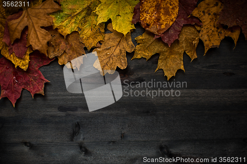 Image of Wood autumn background