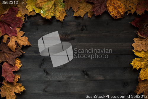 Image of Wood autumn background