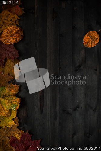 Image of Wood autumn background