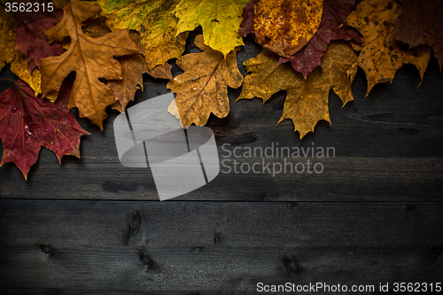 Image of Wood autumn background