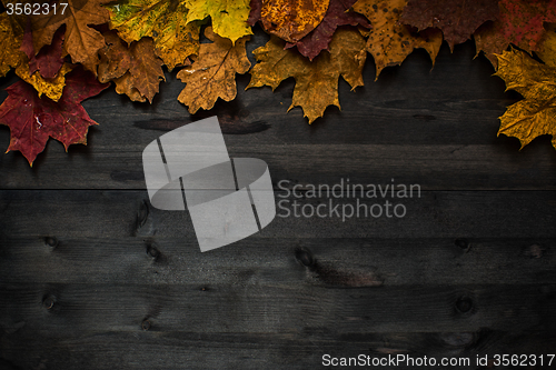 Image of Wood autumn background