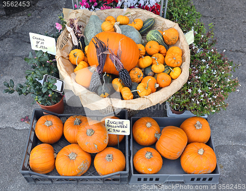 Image of Halloween Pumpkins