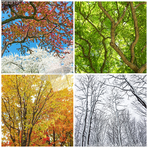 Image of Trees in spring, summer, autumn and winter