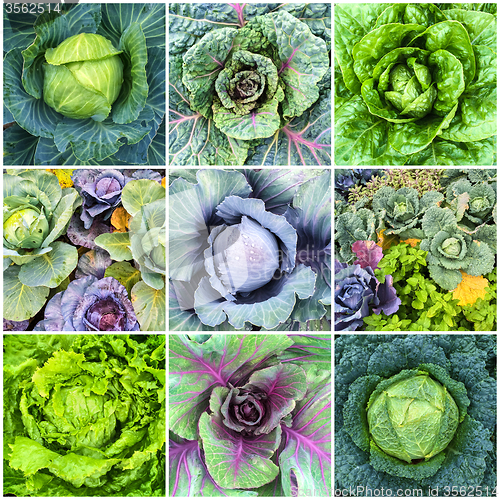 Image of Leaf vegetables, cabbage and lettuce collage