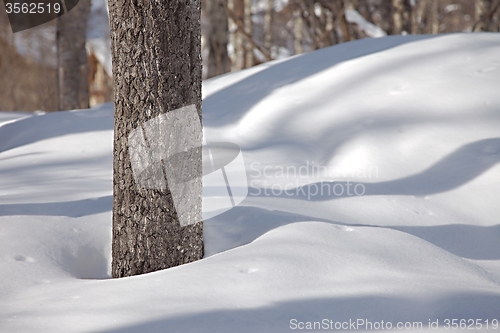 Image of Winter forest