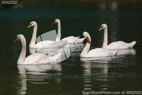 Image of Swans on a lake
