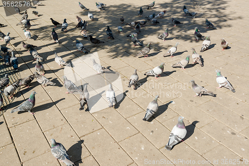 Image of doves in the city