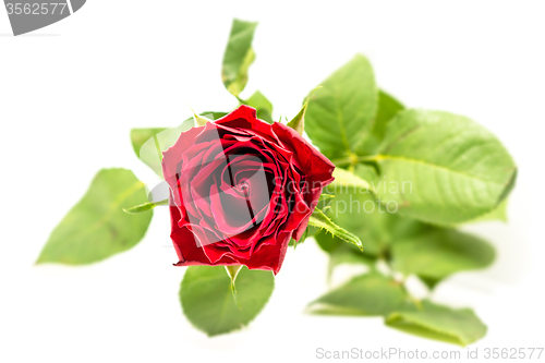 Image of Red rose on white