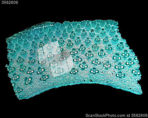 Image of Bamboo stem micrograph