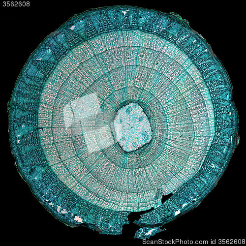 Image of Tilia stem micrograph