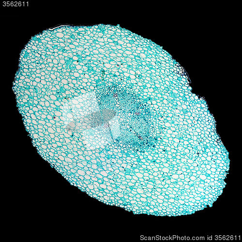 Image of Vicia faba root micrograph