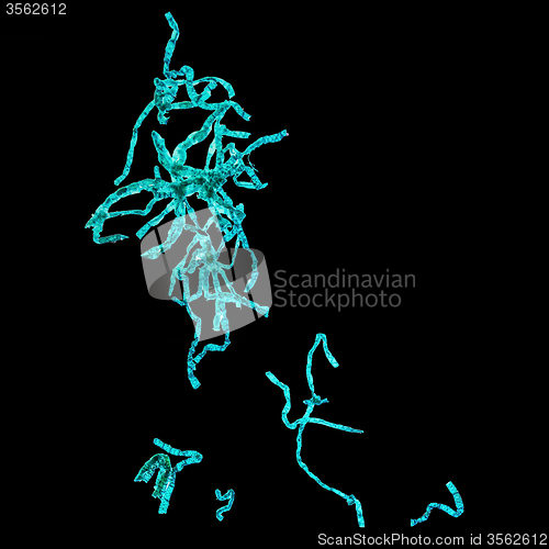 Image of Spirogyra micrograph