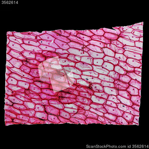 Image of Onion epidermus micrograph