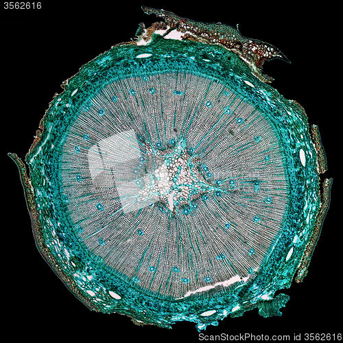Image of Pine Wood micrograph