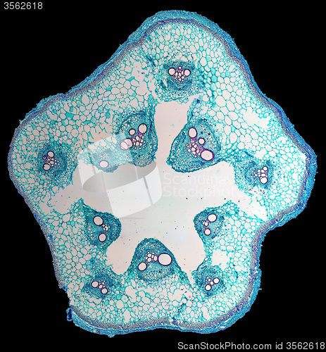 Image of Cucurbita stem micrograph