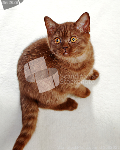 Image of kitten sitting and looking up