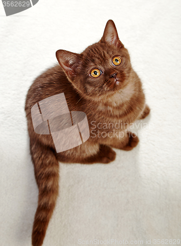 Image of kitten sitting and looking up