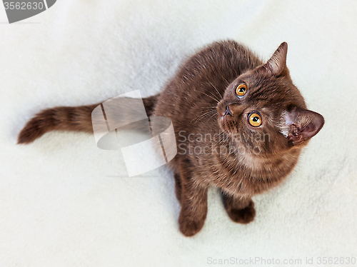 Image of kitten sitting and looking up