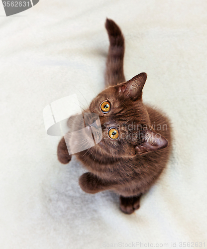 Image of kitten sitting and looking up