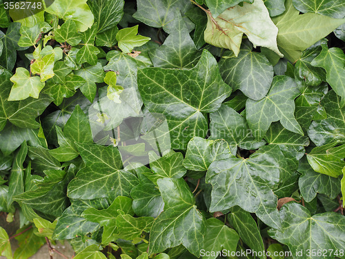 Image of Green ivy background