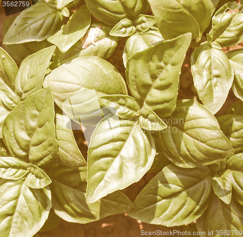 Image of Retro looking Basil picture