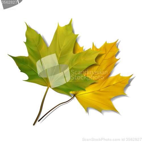 Image of Green maple leaf isolated on white background. 