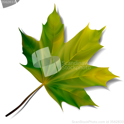 Image of Green maple leaf isolated on white background. 