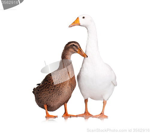 Image of Duck and goose