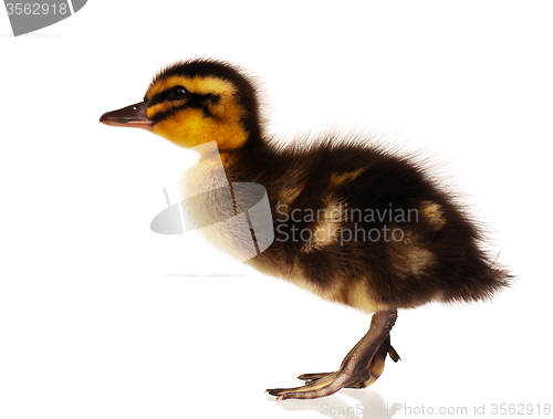 Image of Domestic duckling