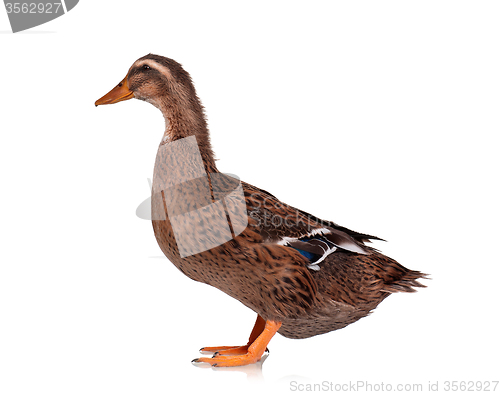 Image of Domestic duck