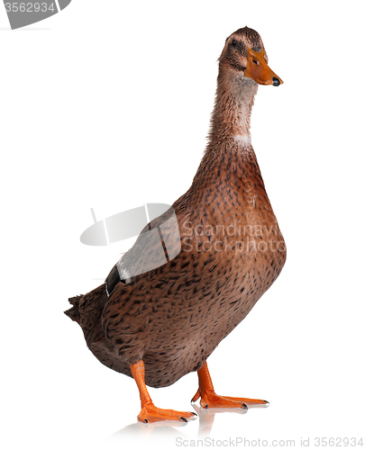 Image of Domestic duck