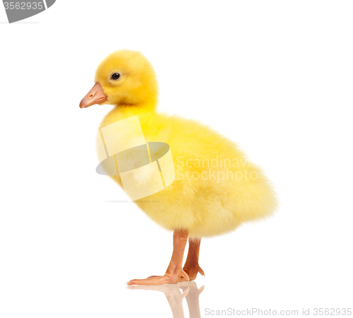 Image of Domestic gosling