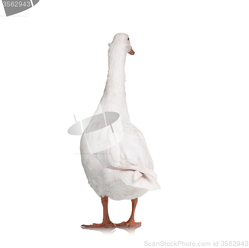 Image of Domestic goose