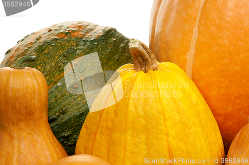 Image of Ripe pumpkins