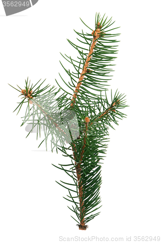 Image of Fir branch