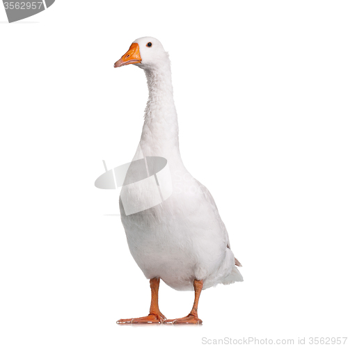 Image of Domestic goose