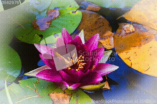 Image of water lily