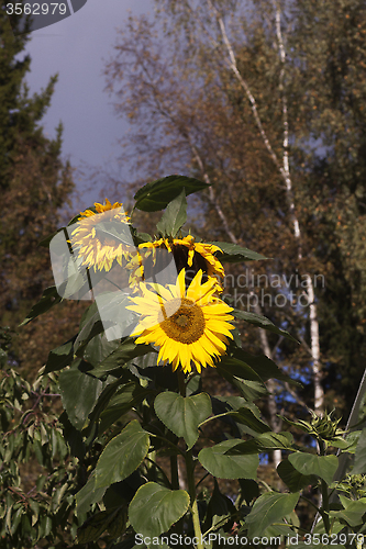 Image of sunflowers