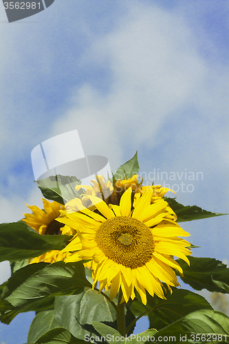 Image of sunflower