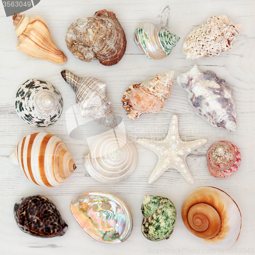 Image of Sea Shell Beauties