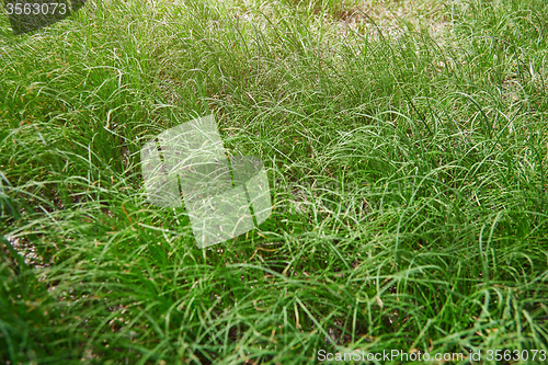 Image of Grass