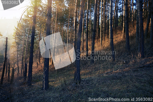 Image of European forest