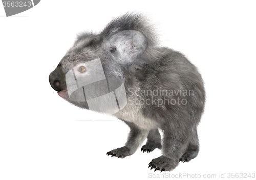 Image of Koala