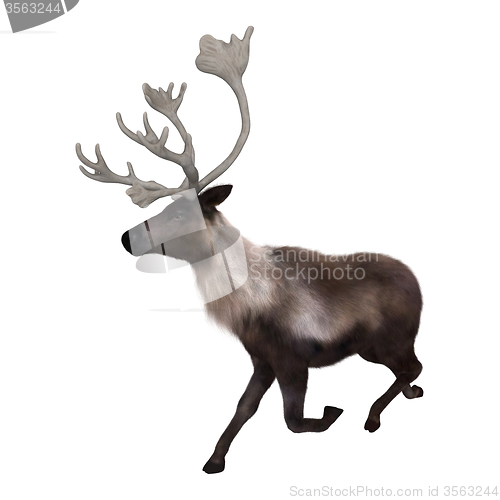 Image of Caribou