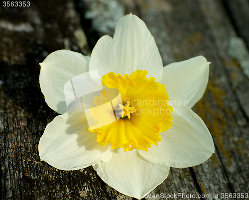 Image of Daffodil